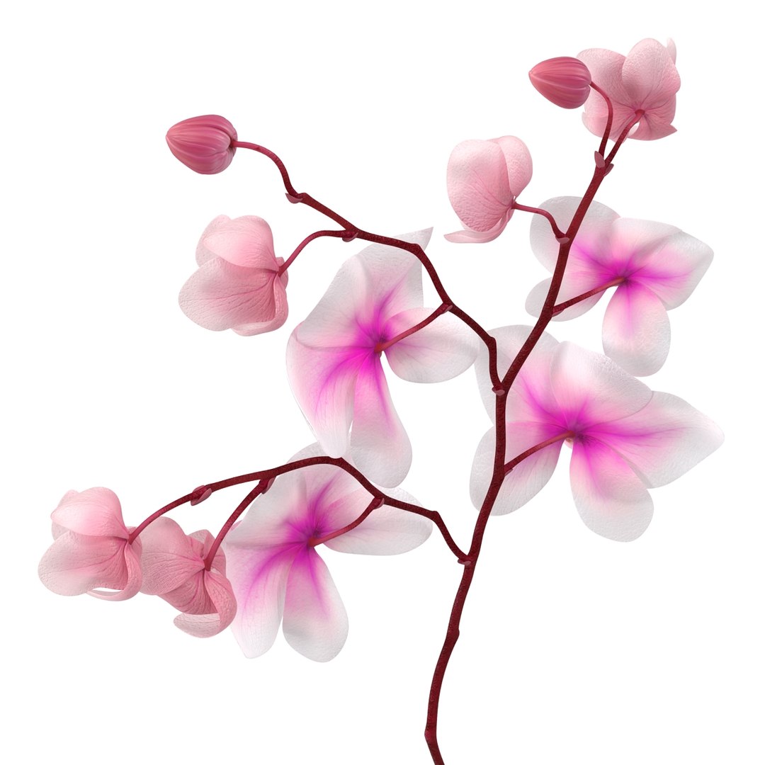 orchid 3 3d model https://p.turbosquid.com/ts-thumb/AS/dTdiw3/D5kH3I7P/orchid_3_flower_3d_model_12/jpg/1424104510/1920x1080/fit_q87/981e8db5fcef3b43de309f00abf1006ab4bd1dae/orchid_3_flower_3d_model_12.jpg