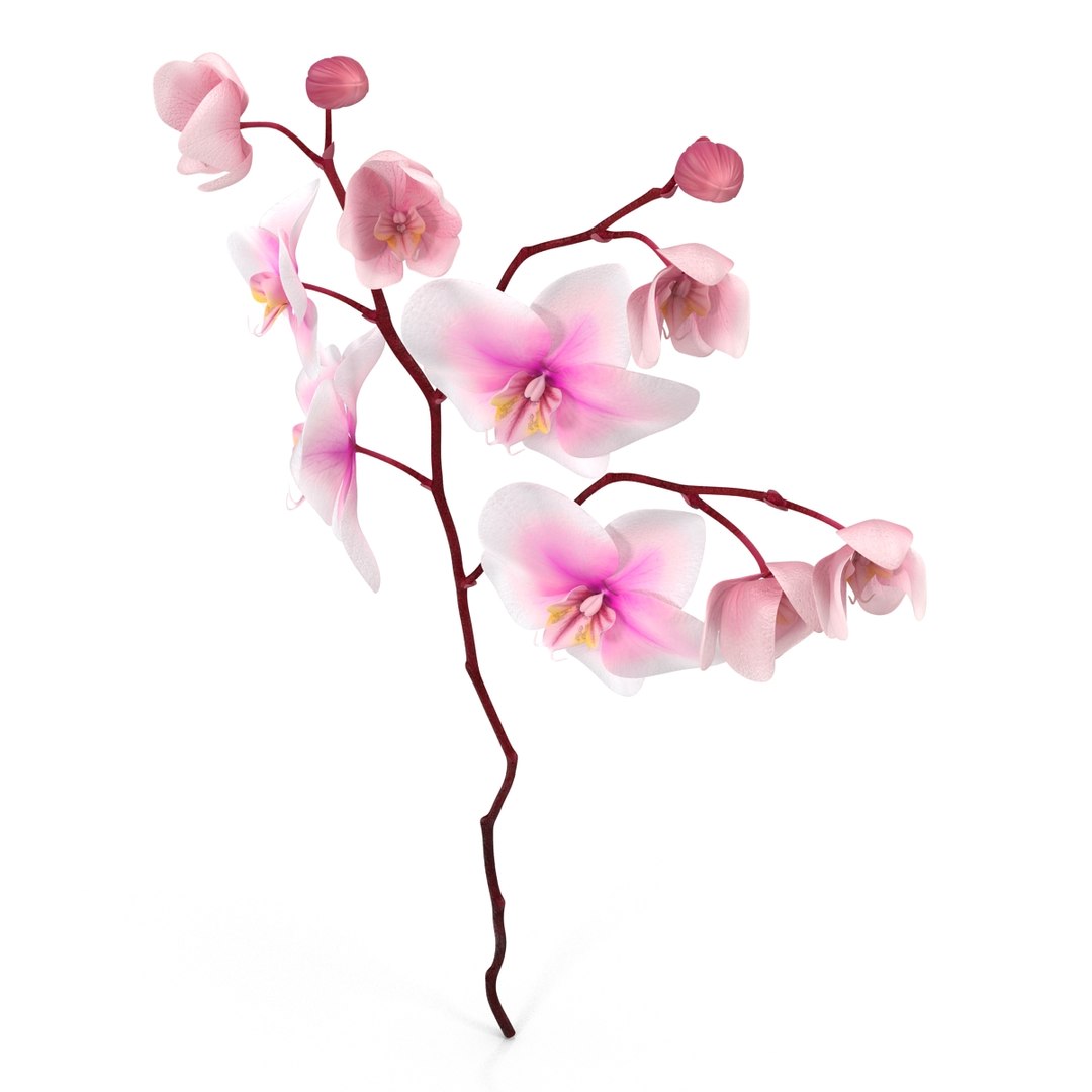 orchid 3 3d model https://p.turbosquid.com/ts-thumb/AS/dTdiw3/F4GgavRl/orchid_3_flower_3d_model_07/jpg/1424104510/1920x1080/fit_q87/387a3b24a5c5c993f3f852a980c9ac65adb1db0c/orchid_3_flower_3d_model_07.jpg