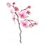 Orchidea 3