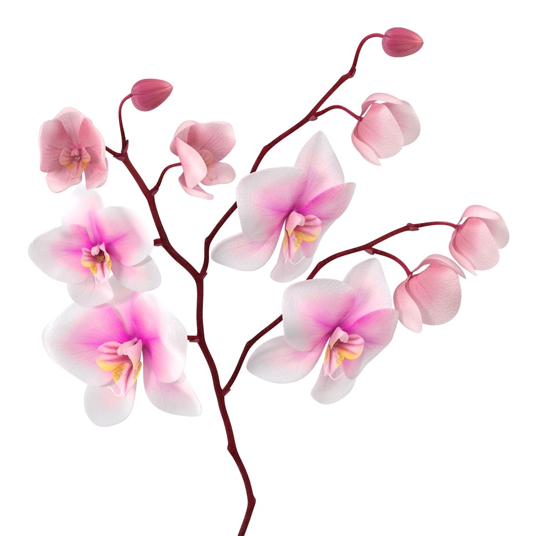 orchid 3 3d model https://p.turbosquid.com/ts-thumb/AS/dTdiw3/IXNhtBOO/orchid_3_flower_3d_model_10/jpg/1424104510/1920x1080/fit_q87/c6ba19e38faf8d84d61993972ffed95280c0d1fb/orchid_3_flower_3d_model_10.jpg