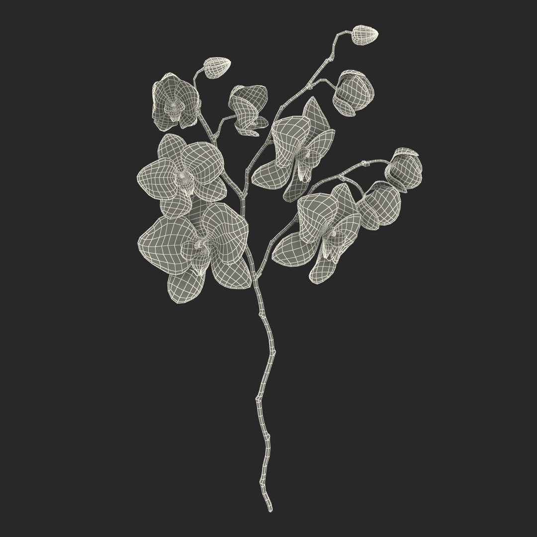 orchid 3 3d model https://p.turbosquid.com/ts-thumb/AS/dTdiw3/KpfU587S/orchid_3_flower_3d_model_20/jpg/1424104510/1920x1080/fit_q87/2d85950c53f046325c17f2074ce0007764d53b7d/orchid_3_flower_3d_model_20.jpg