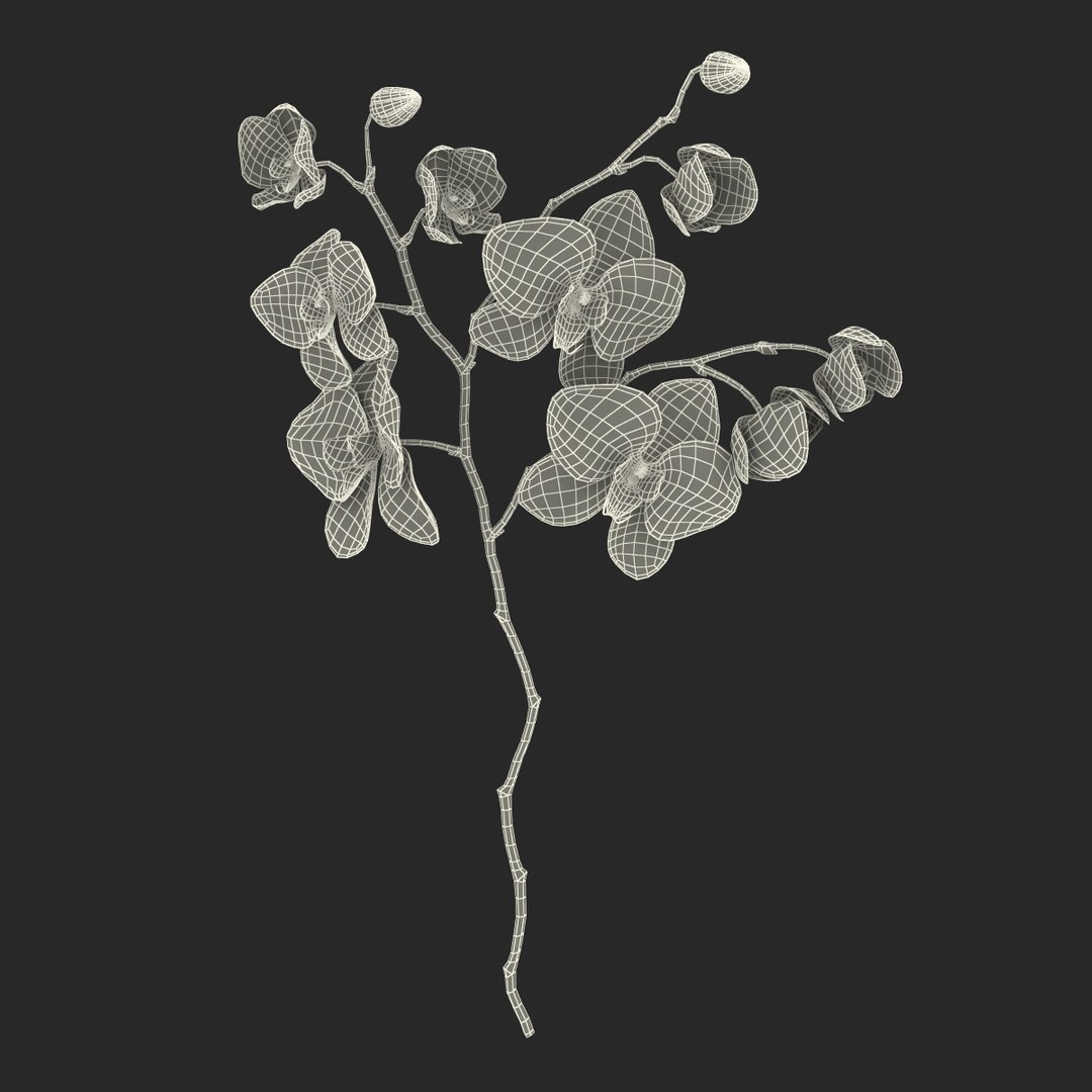 orchid 3 3d model https://p.turbosquid.com/ts-thumb/AS/dTdiw3/O2i3QcWL/orchid_3_flower_3d_model_19/jpg/1424104510/1920x1080/fit_q87/2ce28e7be58af445f5c4348de4cf30af9058fbc0/orchid_3_flower_3d_model_19.jpg