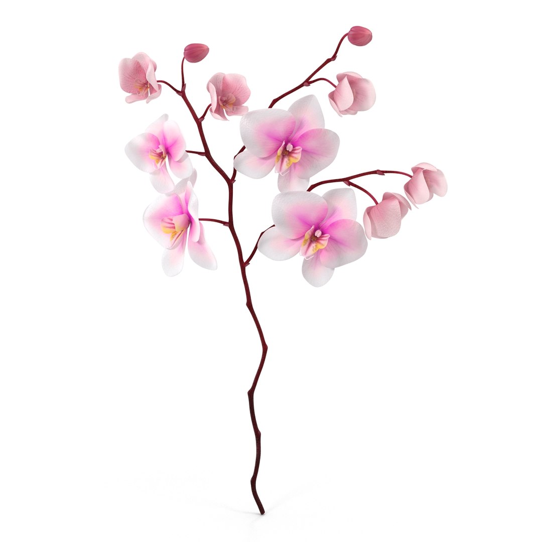 orchid 3 3d model https://p.turbosquid.com/ts-thumb/AS/dTdiw3/S6DuFVhi/orchid_3_flower_3d_model_02/jpg/1424104510/1920x1080/fit_q87/e465579725e89b06dd84bf8db1e00fa151be576c/orchid_3_flower_3d_model_02.jpg