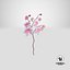 Orchidea 3