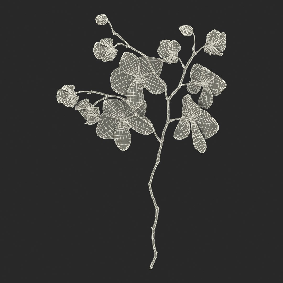 orchid 3 3d model https://p.turbosquid.com/ts-thumb/AS/dTdiw3/VsCHOP2O/orchid_3_flower_3d_model_22/jpg/1424104510/1920x1080/fit_q87/6292c661d9c278ae400ff0d50064a18e69ab39e1/orchid_3_flower_3d_model_22.jpg