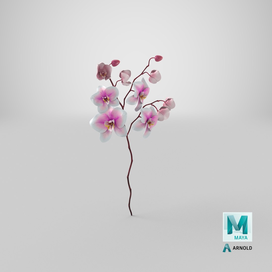 orchid 3 3d model https://p.turbosquid.com/ts-thumb/AS/dTdiw3/WS/stemcell_maya_arnold_render/png/1663850677/1920x1080/fit_q87/16217992df12d223b47206a4476c95badcd9bb25/stemcell_maya_arnold_render.jpg