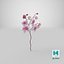 Orchidea 3