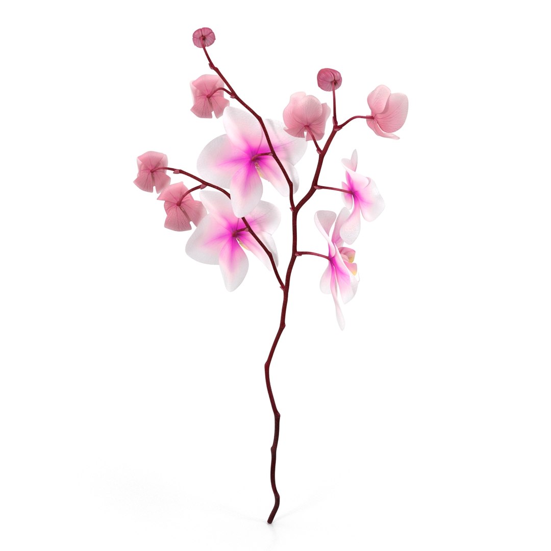 orchid 3 3d model https://p.turbosquid.com/ts-thumb/AS/dTdiw3/XNwXChm0/orchid_3_flower_3d_model_04/jpg/1424104510/1920x1080/fit_q87/e917cfbd983ba30651e0ddd78c6eba8af1cb17cd/orchid_3_flower_3d_model_04.jpg