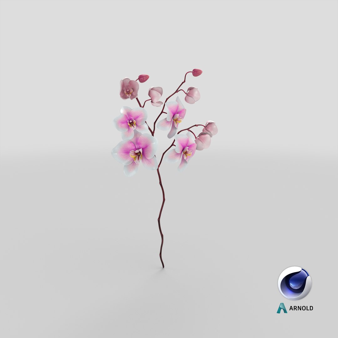 orchid 3 3d model https://p.turbosquid.com/ts-thumb/AS/dTdiw3/YE/stemcell_cinema_4d_arnold_render/png/1663850668/1920x1080/fit_q87/0a3f9bd9fe1024127659e2a3e914160808fac9e9/stemcell_cinema_4d_arnold_render.jpg