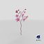Orchidea 3