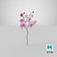 Orchidea 3