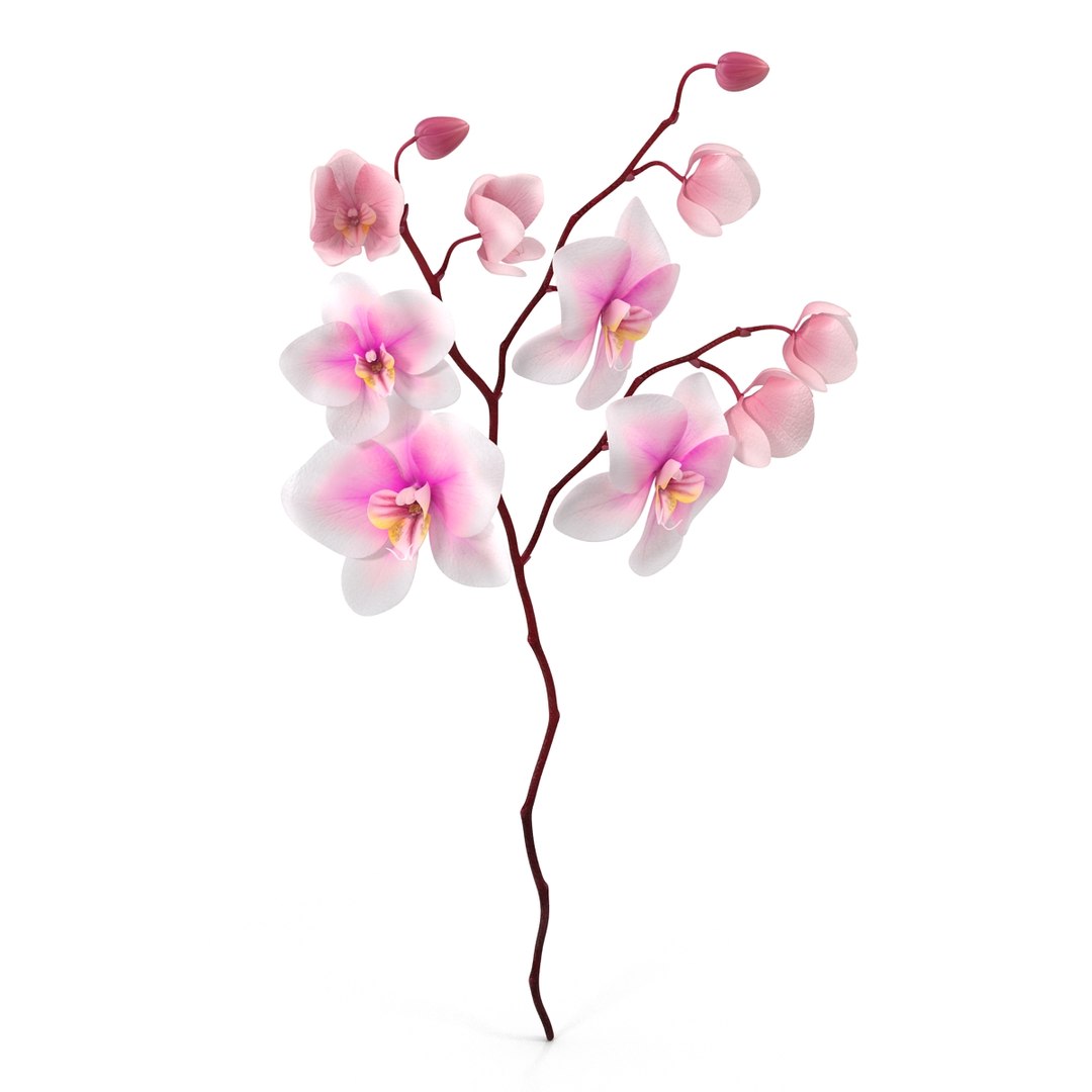 orchid 3 3d model https://p.turbosquid.com/ts-thumb/AS/dTdiw3/cS0Baw0b/orchid_3_flower_3d_model_03/jpg/1424104510/1920x1080/fit_q87/3522325e3c3bf751faff2d16b0bd06a9bb88e63c/orchid_3_flower_3d_model_03.jpg