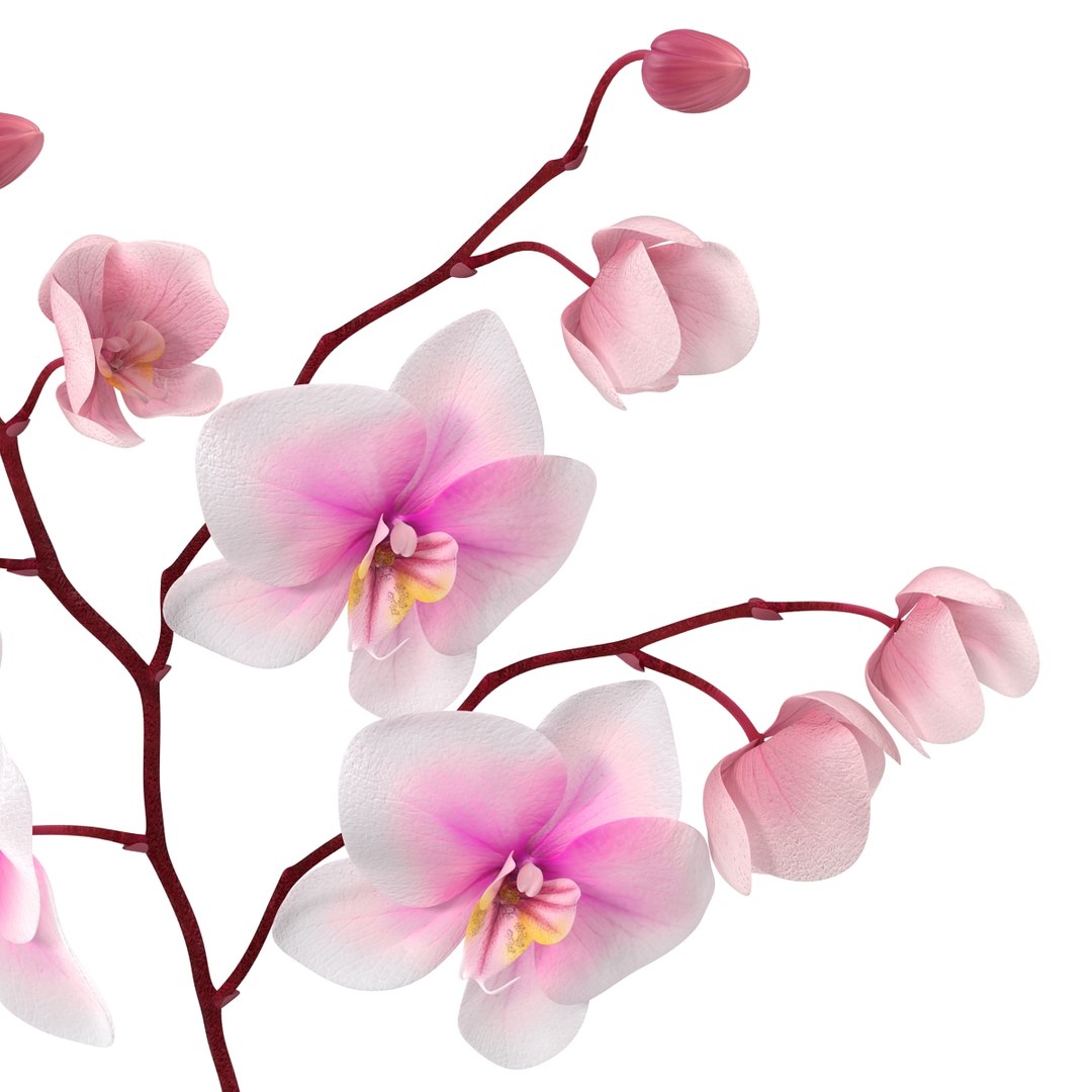 orchid 3 3d model https://p.turbosquid.com/ts-thumb/AS/dTdiw3/e98fy79E/orchid_3_flower_3d_model_13/jpg/1424104510/1920x1080/fit_q87/42b97892c6fde00ee4f7a3a4a488e7468eeafa3f/orchid_3_flower_3d_model_13.jpg
