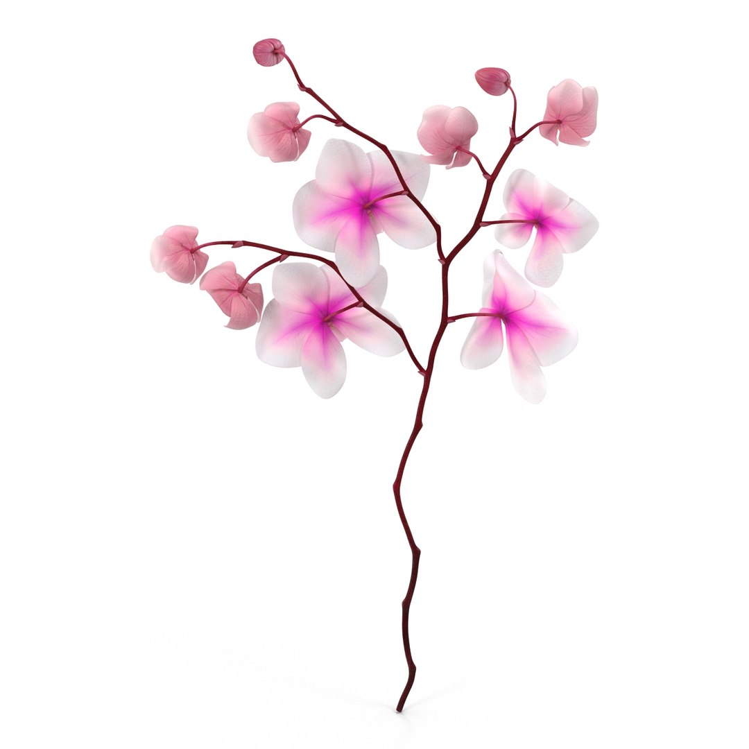 orchid 3 3d model https://p.turbosquid.com/ts-thumb/AS/dTdiw3/eKkXBAUK/orchid_3_flower_3d_model_05/jpg/1424104510/1920x1080/fit_q87/1d81d1e4e8cbe7cab9dd8d2ebed83da9b0f3663d/orchid_3_flower_3d_model_05.jpg
