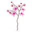 Orchidea 3
