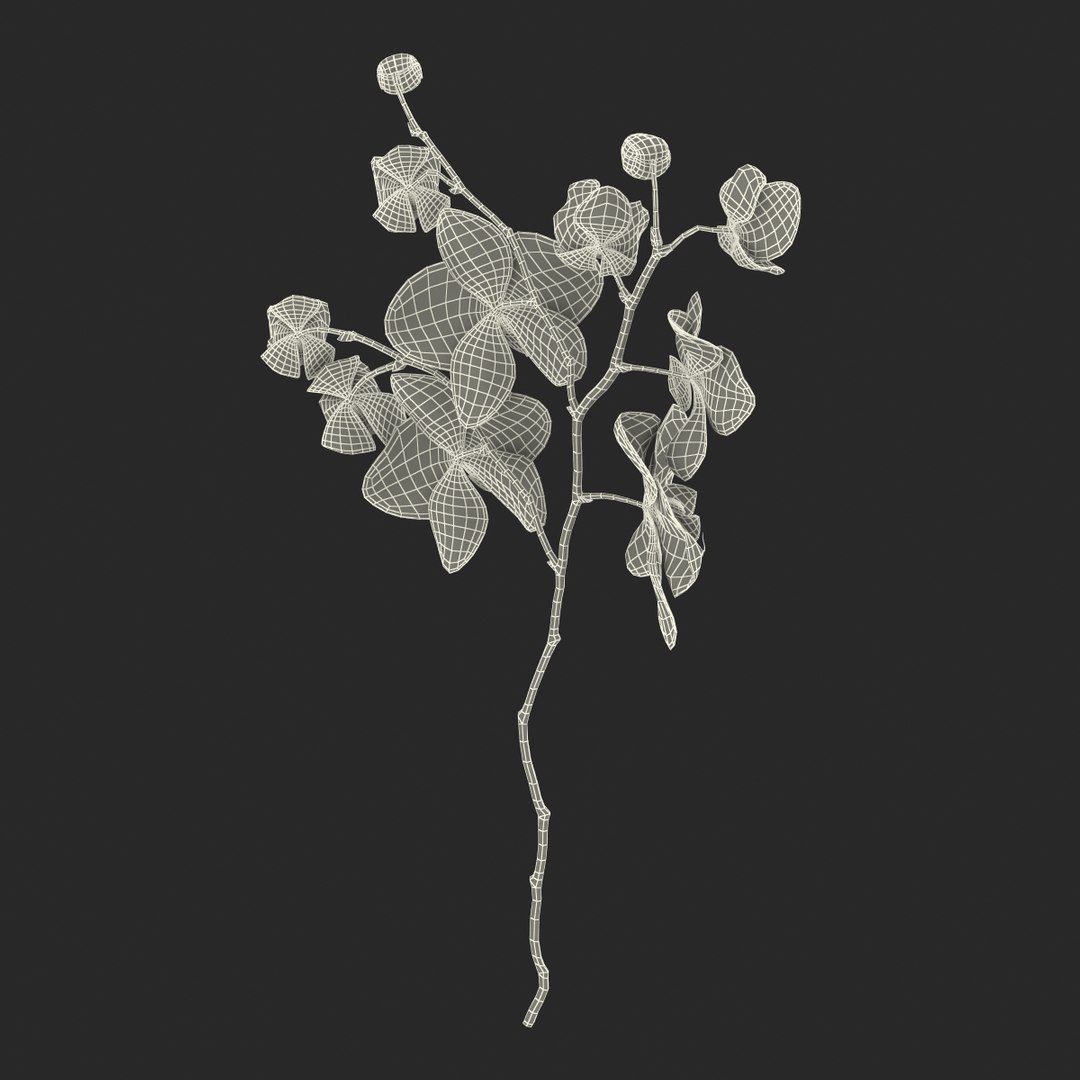 orchid 3 3d model https://p.turbosquid.com/ts-thumb/AS/dTdiw3/gkZjgRJm/orchid_3_flower_3d_model_21/jpg/1424104510/1920x1080/fit_q87/294625c4f0880db608b6308d5903b1d45abdb45c/orchid_3_flower_3d_model_21.jpg
