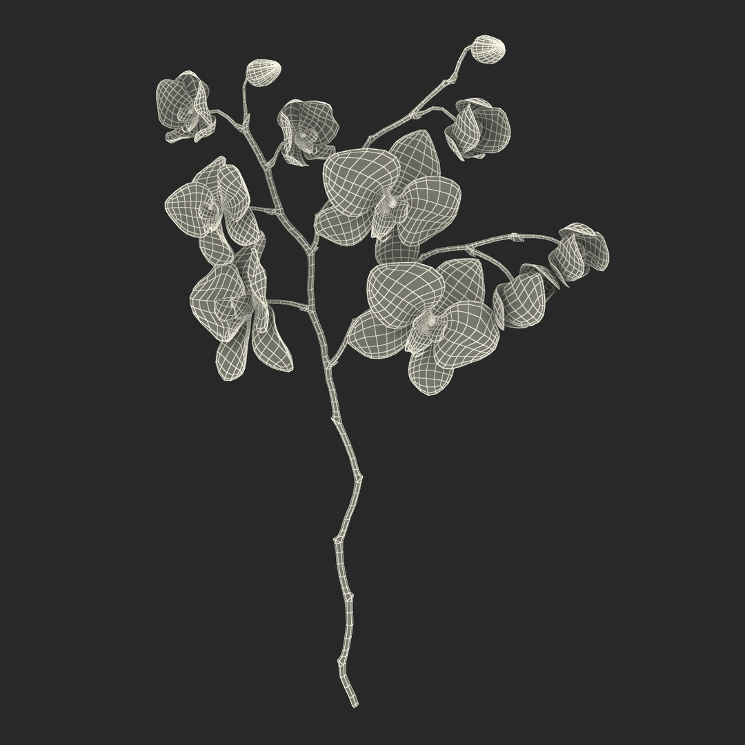 orchid 3 3d model https://p.turbosquid.com/ts-thumb/AS/dTdiw3/jgXfOEea/orchid_3_3d_model_wireframe_361/jpg/1424104187/1920x1080/turn_fit_q99/5498a90c0f2725dd8dc9711ff56b784a59ba8ec0/orchid_3_3d_model_wireframe_361-1.jpg