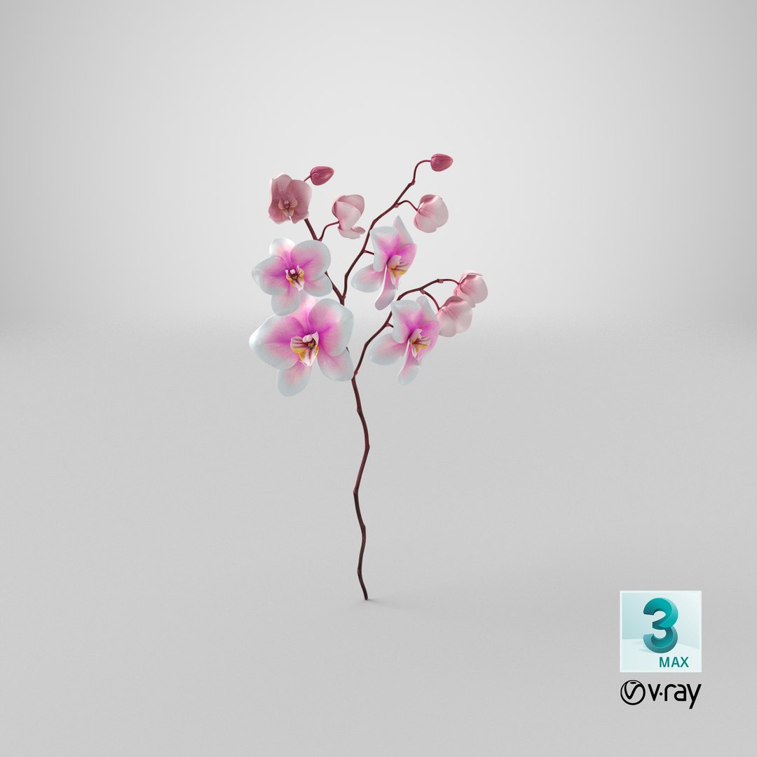 orchid 3 3d model https://p.turbosquid.com/ts-thumb/AS/dTdiw3/l4/stemcell_max_vray_render/png/1663850676/1920x1080/fit_q87/8835c99dd12815d3b400990ec47e2e7b72f9e6fa/stemcell_max_vray_render.jpg