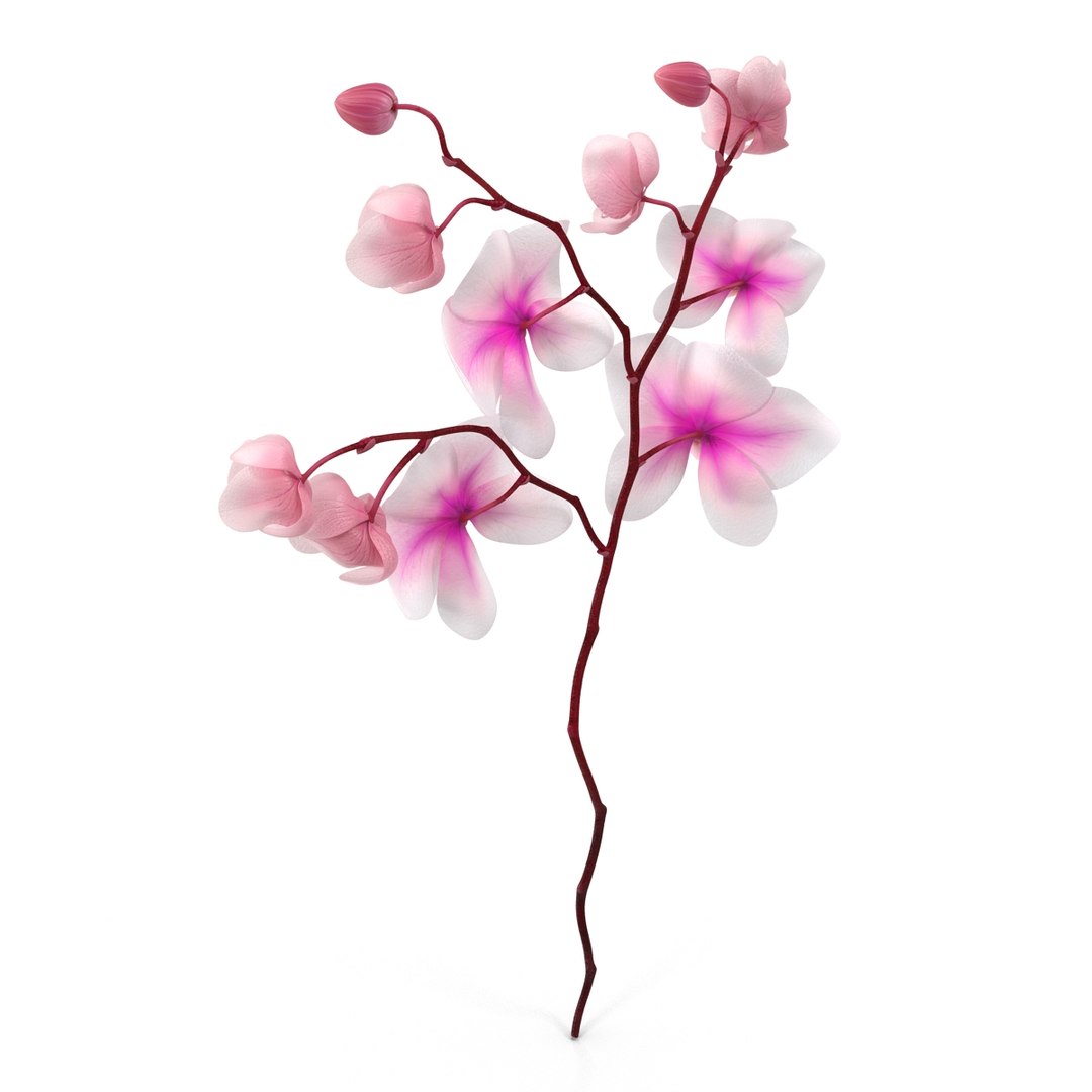 orchid 3 3d model https://p.turbosquid.com/ts-thumb/AS/dTdiw3/po3KkRuK/orchid_3_flower_3d_model_06/jpg/1424104510/1920x1080/fit_q87/8c0aaef163e3fe4c266d99744849d795c3f3db22/orchid_3_flower_3d_model_06.jpg