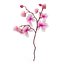 Orchidea 3