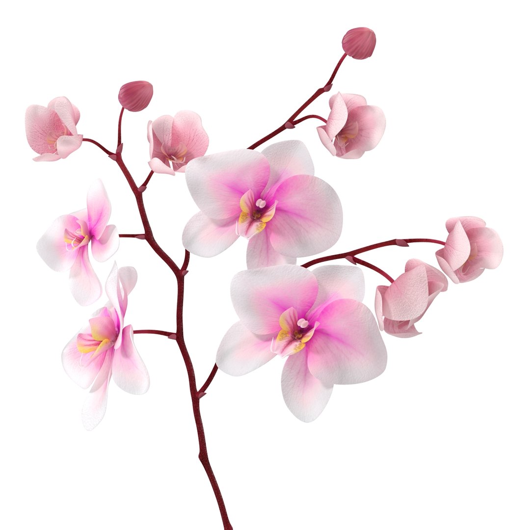 orchid 3 3d model https://p.turbosquid.com/ts-thumb/AS/dTdiw3/pra35AGx/orchid_3_flower_3d_model_09/jpg/1424104510/1920x1080/fit_q87/f2e83dc63b67c6f28168cffa25891bb183e7097d/orchid_3_flower_3d_model_09.jpg