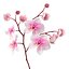 Orchidea 3