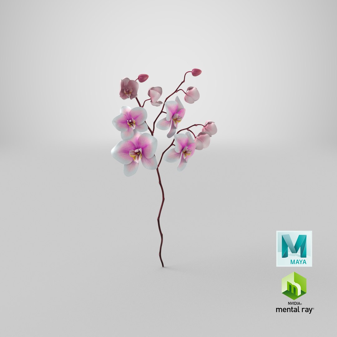 orchid 3 3d model https://p.turbosquid.com/ts-thumb/AS/dTdiw3/q7/stemcell_maya_mental_ray_render/png/1663850679/1920x1080/fit_q87/9c5542336e03fb02138032c3bc6dada3b6196439/stemcell_maya_mental_ray_render.jpg