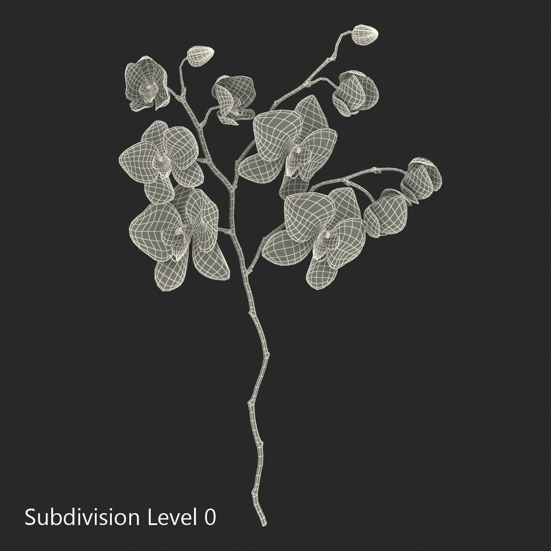 orchid 3 3d model https://p.turbosquid.com/ts-thumb/AS/dTdiw3/u0SkntqO/orchid_3_flower_3d_model_14/jpg/1424104510/1920x1080/fit_q87/6a959549ba046b557975c95c75c62e149328b717/orchid_3_flower_3d_model_14.jpg