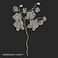 Orchidea 3