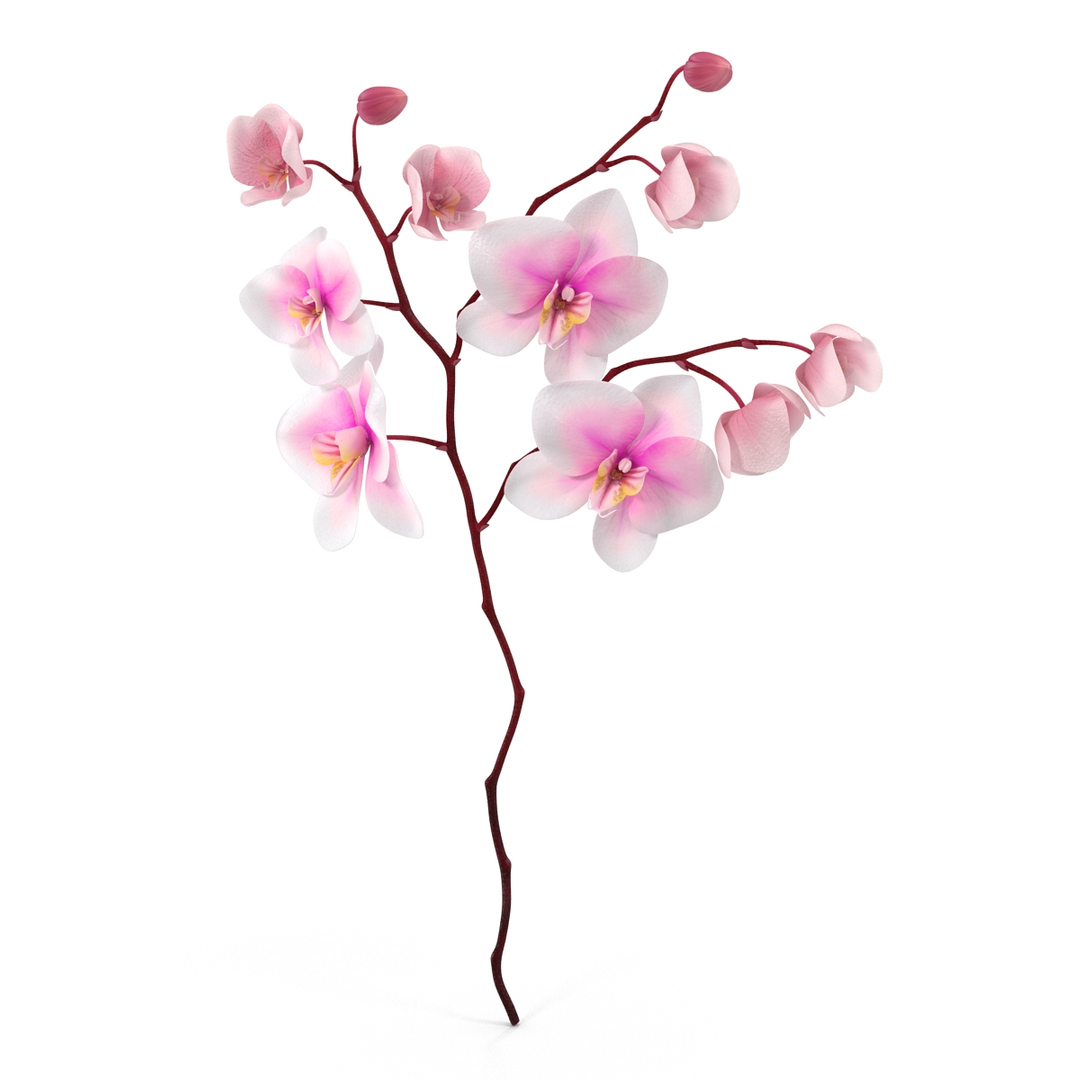 orchid 3 3d model https://p.turbosquid.com/ts-thumb/AS/dTdiw3/v1nN0jvv/orchid_3_3d_model_360/jpg/1424103853/1920x1080/turn_fit_q99/1be22f300901e6bd9f953228c8726b7c634995d6/orchid_3_3d_model_360-1.jpg