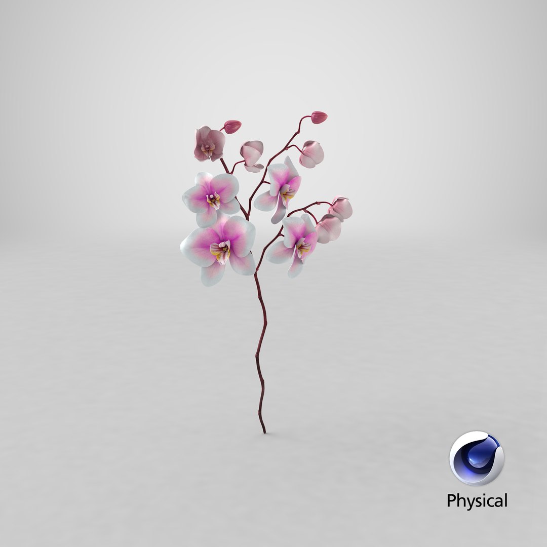 orchid 3 3d model https://p.turbosquid.com/ts-thumb/AS/dTdiw3/x4/stemcell_cinema_4d_physical_render/png/1663850667/1920x1080/fit_q87/219272e57af24fd0166fe58e17e60621b061fe8a/stemcell_cinema_4d_physical_render.jpg