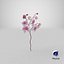 Orchidea 3