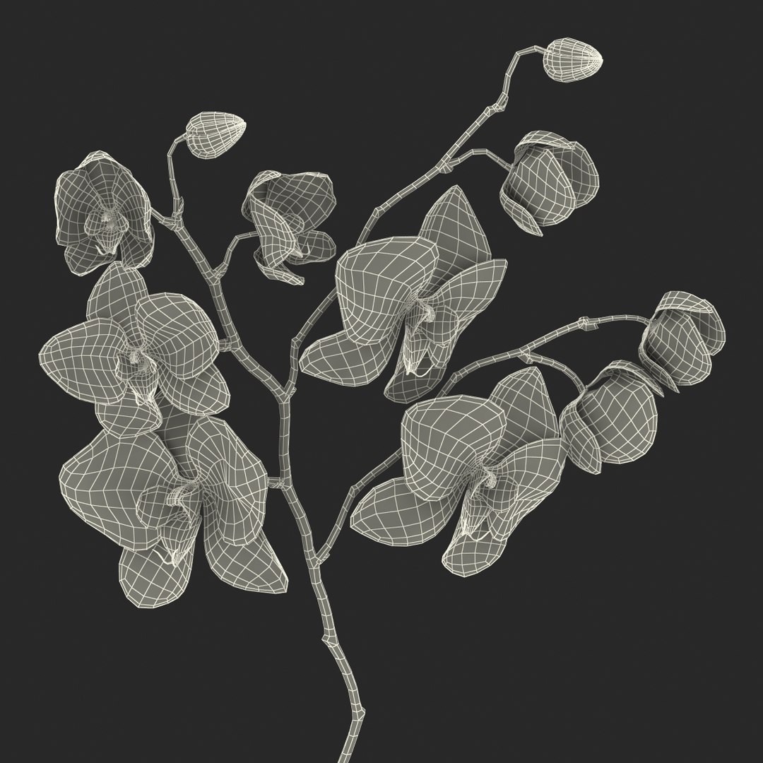 orchid 3 3d model https://p.turbosquid.com/ts-thumb/AS/dTdiw3/y026mC9a/orchid_3_flower_3d_model_23/jpg/1424104510/1920x1080/fit_q87/a5a32beedb4104b82f07c2f458746d955f612ba5/orchid_3_flower_3d_model_23.jpg