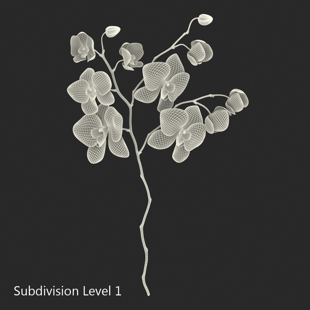 orchid 3 3d model https://p.turbosquid.com/ts-thumb/AS/dTdiw3/yvyhkquu/orchid_3_flower_3d_model_15/jpg/1424104510/1920x1080/fit_q87/9ad275688ce2ecb51e9dc9f63cd8409d5f8d4ab7/orchid_3_flower_3d_model_15.jpg