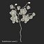 Orchidea 3