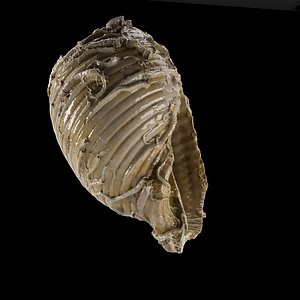 sea shell seashell 3D model