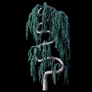 3D Cedrus Atlantica Glauca Pendula Zigzag 3d model model