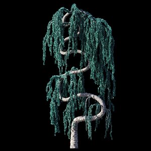 Cedrus Atlantica Glauca Pendula Zigzag 3d model