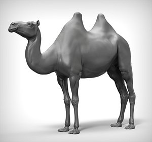 3D model camel realistic