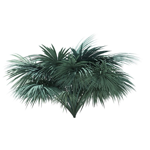 silver fan palm tree 3D model