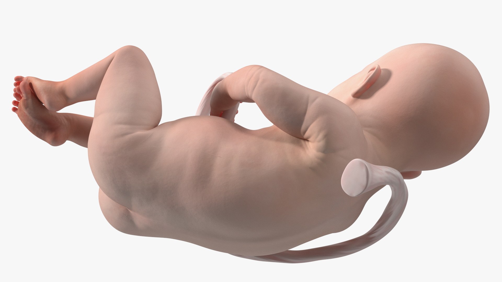 Installation Artificial Uterus 3D model https://p.turbosquid.com/ts-thumb/AT/gpcqbE/Ny/installationartificialuterus3dmodel011/jpg/1692212498/1920x1080/fit_q87/3cebac63a56872d924e9a896266197a65353326e/installationartificialuterus3dmodel011.jpg