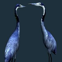 Bird8