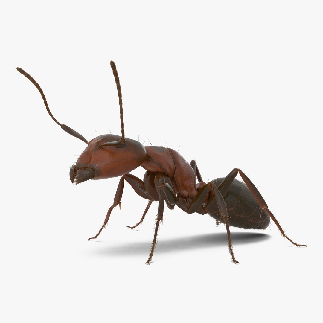 Red Ant with Fur Pose 2 3D Model 3D model preview