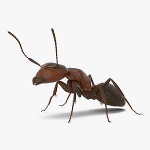 Red Ant with Fur Pose 2 3D Model
