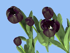 5tulips_black