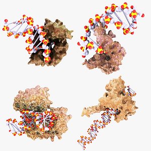 proteins dna replication 3d max
