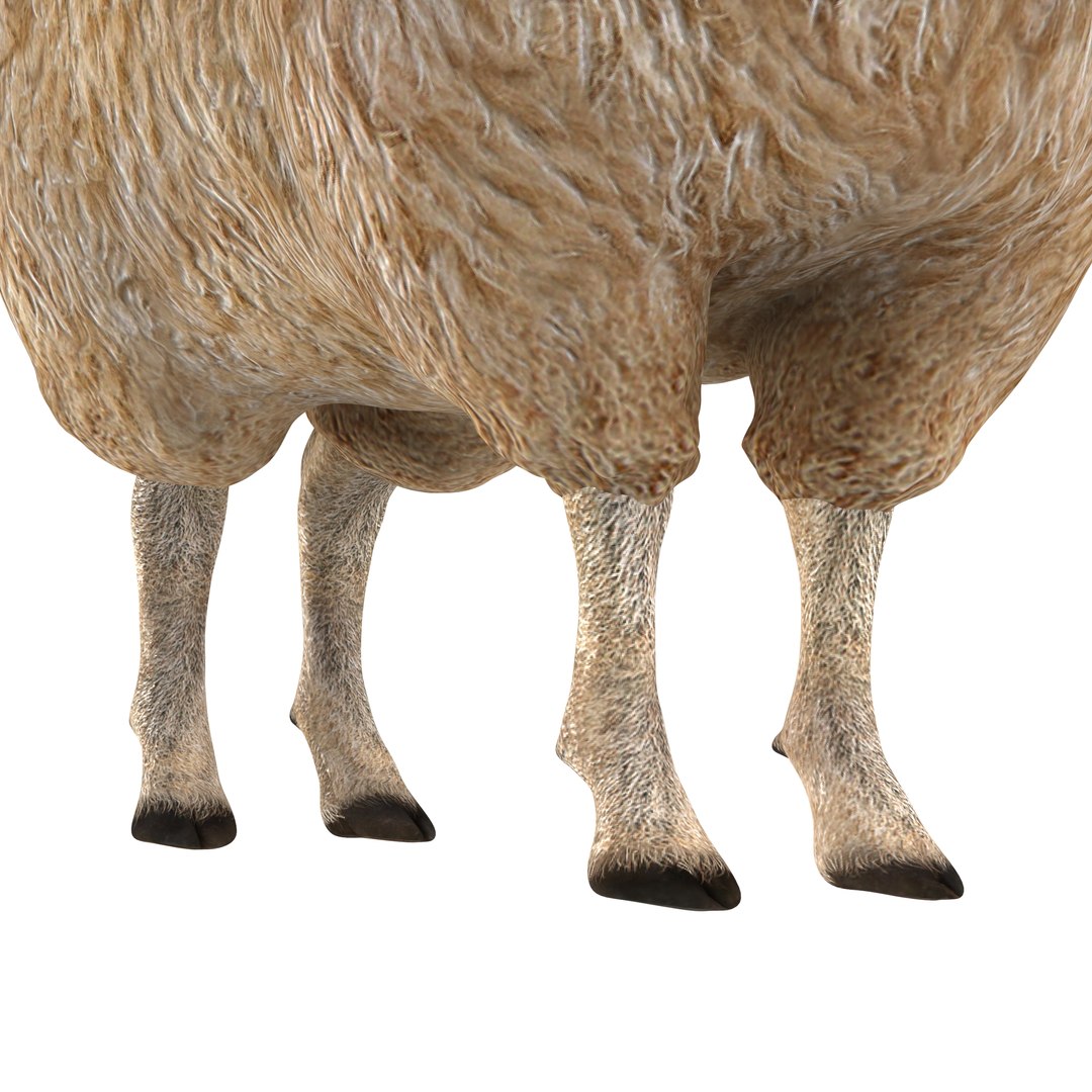 3d Model Sheep