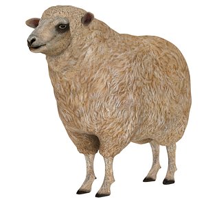 3d model sheep