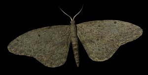 Moth Insect