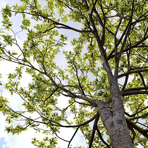 3D Callery pear